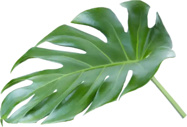 monstera leaf2