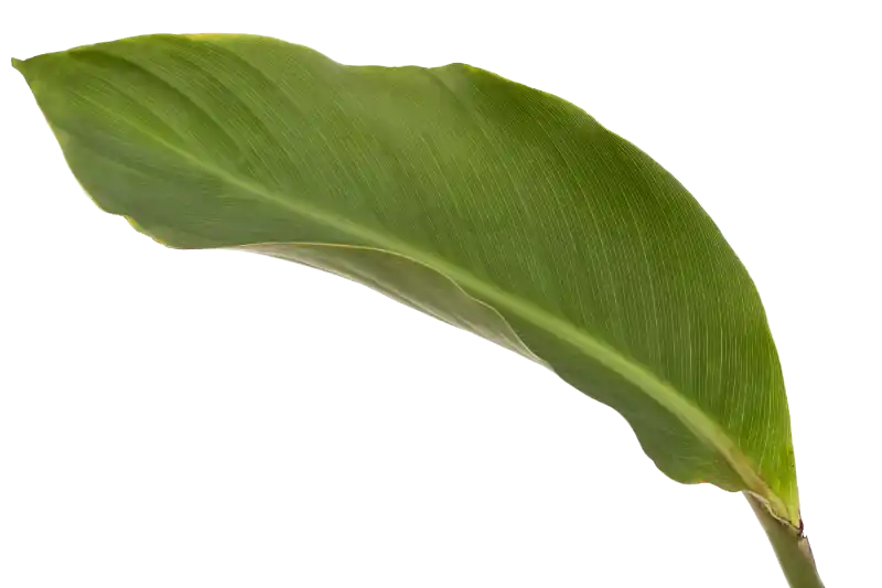 Leaf7