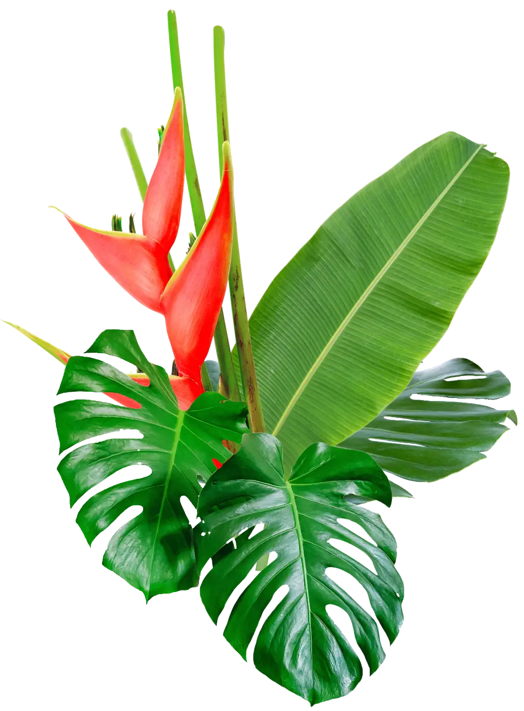 Tropical foliage
